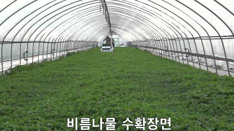 동력수확기 ( 蔬菜 收割机 )